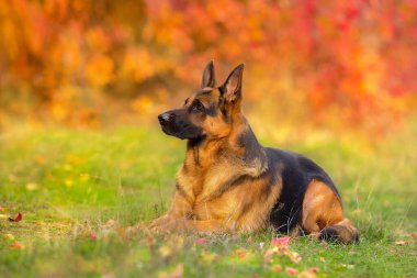 Alman çoban köpek portre sonbahar Park kapat
