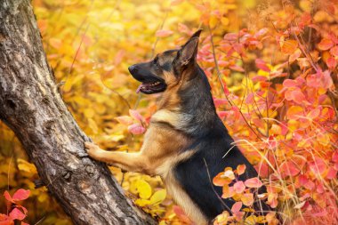 Alman çoban köpek portre sonbahar Park kapat