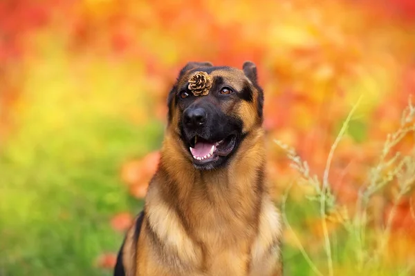 Γερμανικός Ποιμενικός Σκύλος Κοντινό Πορτραίτο Πτώση Πάρκο — Φωτογραφία Αρχείου