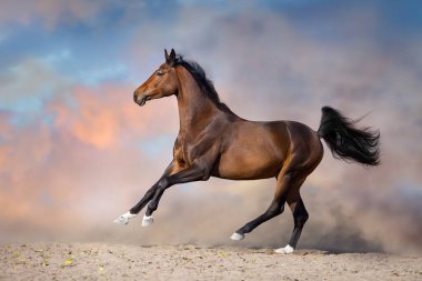 Uzun yeleli aygır çöl tozuna karşı hızlı koşar.