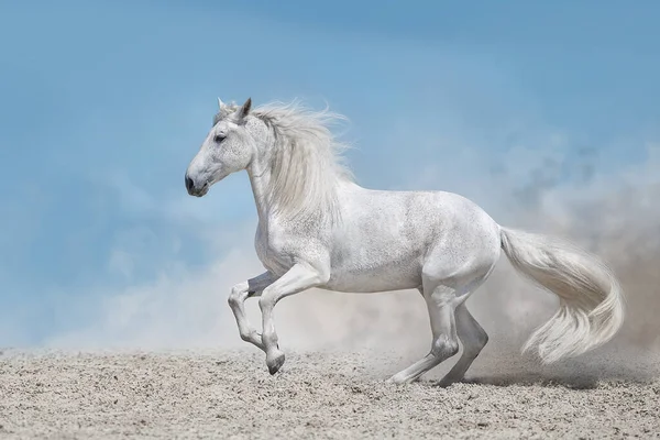 Piękny Biały Koń Długą Grzywą Biegnącą Pustynnym Pyle Zdjęcia Stockowe bez tantiem