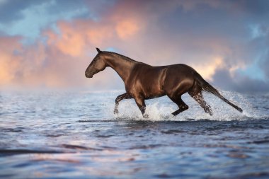 Black  beautiful stallion run gallop in water with splash