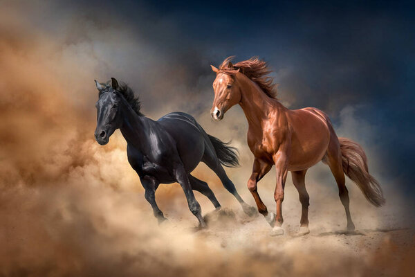 Two  horses running together in dust, front view