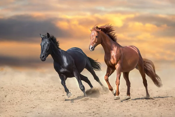 Dwa Konie Biegnące Razem Prochu Widok Przodu Obrazy Stockowe bez tantiem