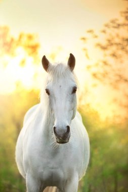 beyaz at güneş ışığı altında