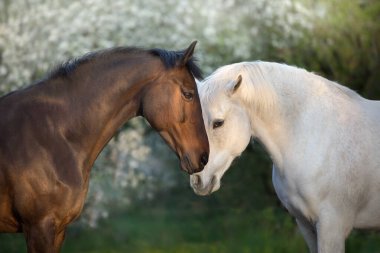 Bahar çiçeğinin üzerinde iki at portresi