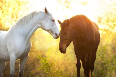 Gün batımında iki güzel at portresi