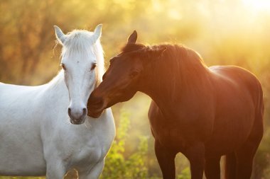 Güneş ışığında birbirine sarılan iki at.