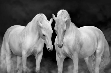 İki beyaz at siyah arka planda portreyi kapatıyor. Siyah ve beyaz