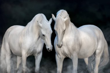 İki beyaz at siyah arkaplanda portreyi kapatır.