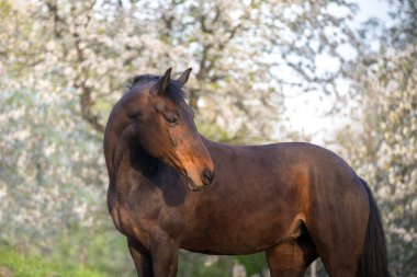 Bahar çiçekleri arasında yelesi uzun bir at.