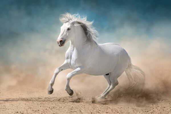 Grey  iberian horse run free on desert dust