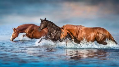 Kırmızı ve körfez güzel aygır suda dört nala koşuyor.