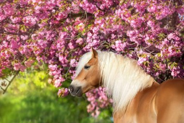 Kiraz çiçekli haflinger midillisi portresi.