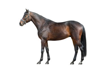  Defne at ayakta beyaz arka plan üzerinde izole