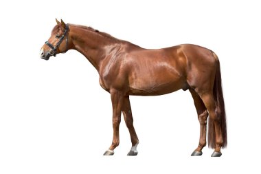 Beyaz arkaplanda tek başına duran at