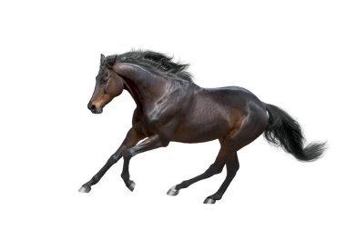  Bay Horse dörtnala koşusu beyaz arkaplanda izole edildi