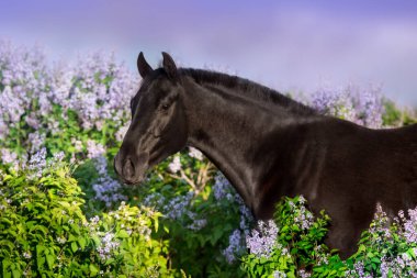 Siyah at, leylak çiçekleriyle portreyi kapat.