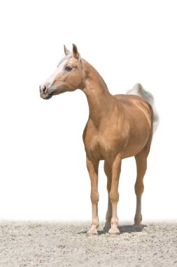 Beyaz arkaplanda tek başına duran at