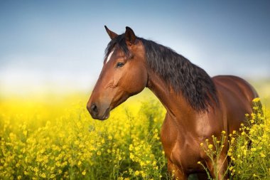 Tecavüz alanında uzun yele ile Bay at 