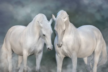 İki beyaz at siyah arkaplanda portreyi kapatır.