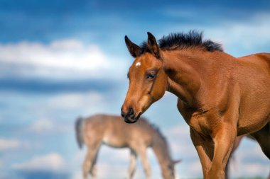 Gökyüzüne karşı yeşil otlaktaki tay portresi