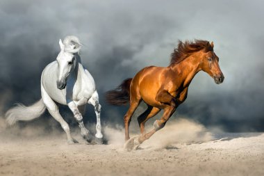 İki at çölde özgürce koşuyor.