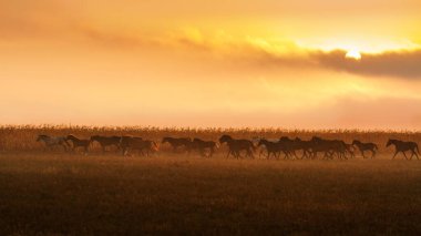 At sürüsü sonbahar otlaklarında gün batımında özgürce koşuyor.