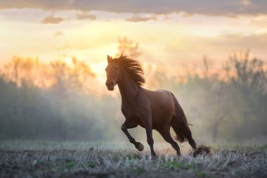 Uzun yeleli kestane atı yaz sisinde özgürce koşuyor.