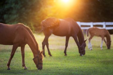 Taylı bir kısrak, gün batımının arka planında yeşil çimlerde otlar.
