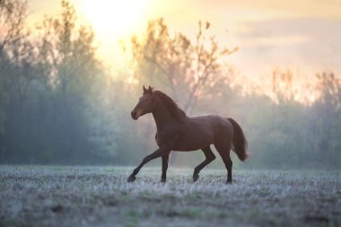 Uzun yeleli kestane atı yaz sisinde özgürce koşuyor.