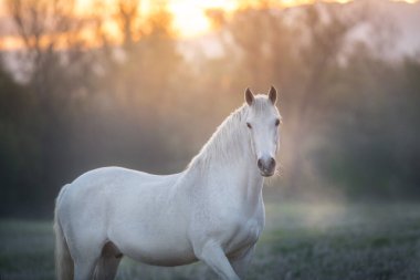 Beyaz Endülüs aygırı yaz güneşinin doğuşunda portreyi kapat