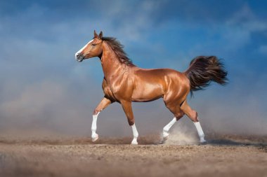 Kırmızı at çölde özgürce koşuyor.