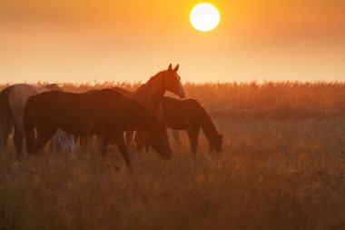 Atlar yaz otlaklarında gün batımında otluyor.