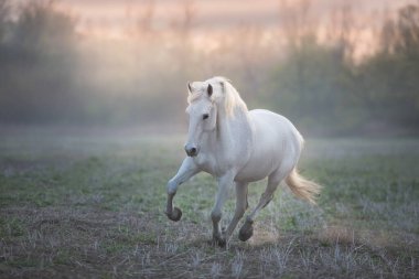 Uzun yeleli beyaz at yaz gündoğumunda ve siste özgürce koşuyor.