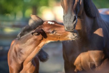 Annesiyle çayırda sevimli bir tay.