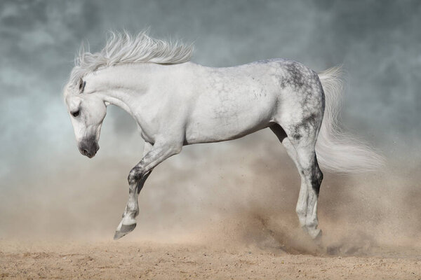 Grey  iberian horse run free on desert dust