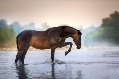 Horse standing in mountain river in morning fog
