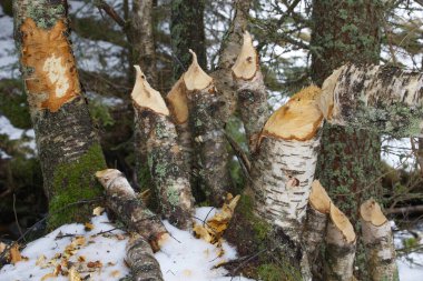 Ağaçlar kunduz tarafından kısmen ısırılmış.. 