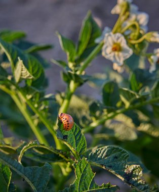 Colorado patates böceği Leptinotarsa decemlineata larvası, kısmen tüketilmiş bir patates bitkisi olan Solanum tuberosum 'un üzerinde bulunur..