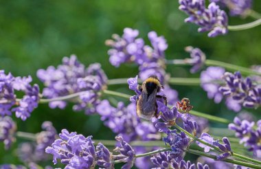 A close up photograph of the thick headed fly Sicus ferrugineus, a bumblebee parasite, sitting on a lavender flower next to a bumblebee, with a blurred background of purple blossoms clipart