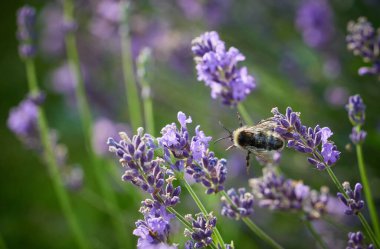 Çiçek açmış lavanta çiçeklerine uzanan bir yaban arısının yakın plan fotoğrafı, mor çiçeklerin bulanık arka planına sahip yumuşak akşam güneşi ışığıyla aydınlatılıyor.