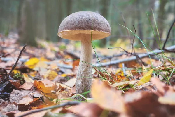 Close Picture Edible Mushroom Forest Selective Focus Cap — Stock Photo, Image