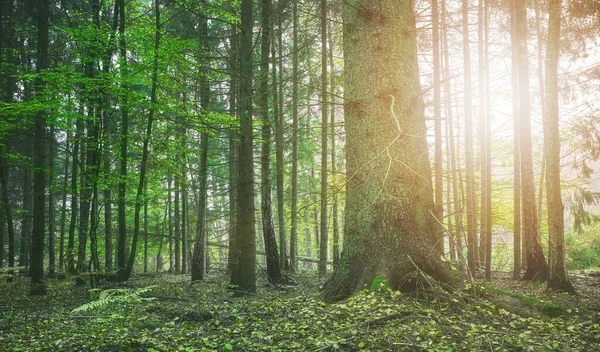 森のカラートーン画像 選択的フォーカス — ストック写真