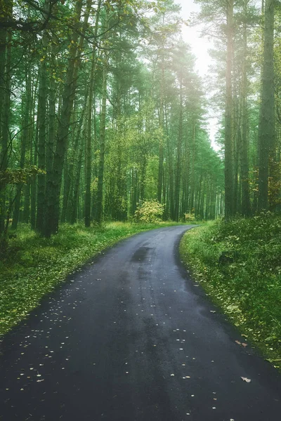 森林中的沥青路 应用色彩调色 — 图库照片