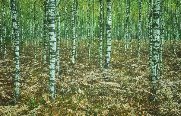 Bild Eines Birkenhains Farbtonung Aufgetragen — Stockfoto