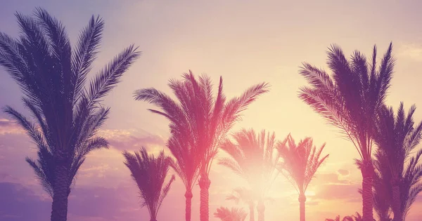 Palmen Silhouetten Bei Sonnenuntergang Farbtonung Aufgetragen — Stockfoto