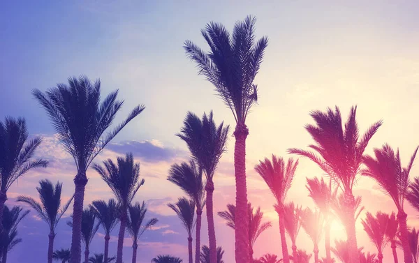 Σιλουέτες Φοινικόδεντρων Στο Ηλιοβασίλεμα Χρωματική Τόνωση Εφαρμογή — Φωτογραφία Αρχείου