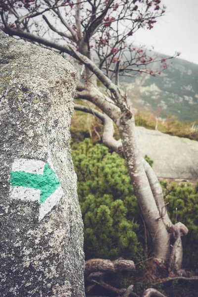 Percorso Verde Marcatura Freccia Dipinta Una Roccia Tonificazione Del Colore — Foto Stock
