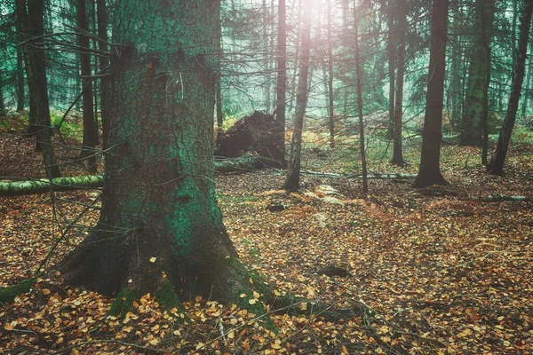 Imagem Uma Floresta Outono Tonificação Cor Aplicada — Fotografia de Stock